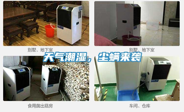 天氣潮濕,塵螨來襲