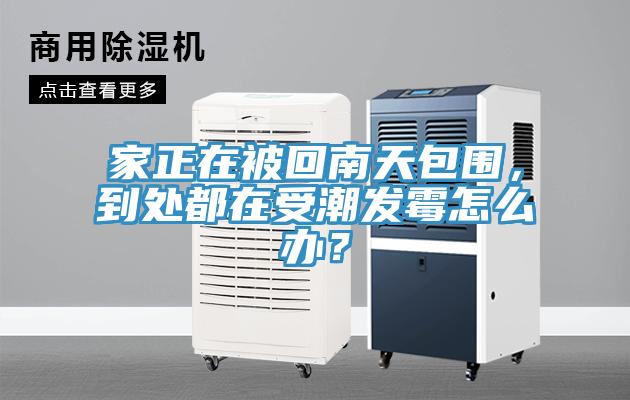 家正在被回南天包圍,到處都在受潮發霉怎么辦?