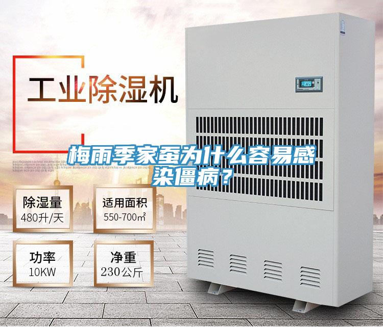 梅雨季家蠶為什么容易感染僵??？