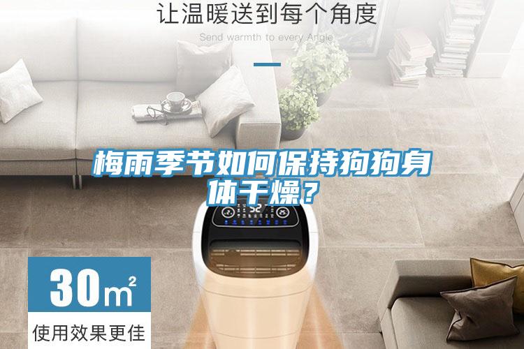 梅雨季節如何保持狗狗身體干燥？