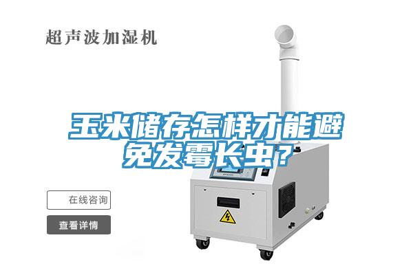 玉米儲存怎樣才能避免發霉長蟲？