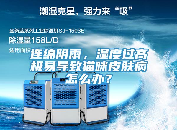 連綿陰雨，濕度過高極易導致貓咪皮膚病怎么辦？