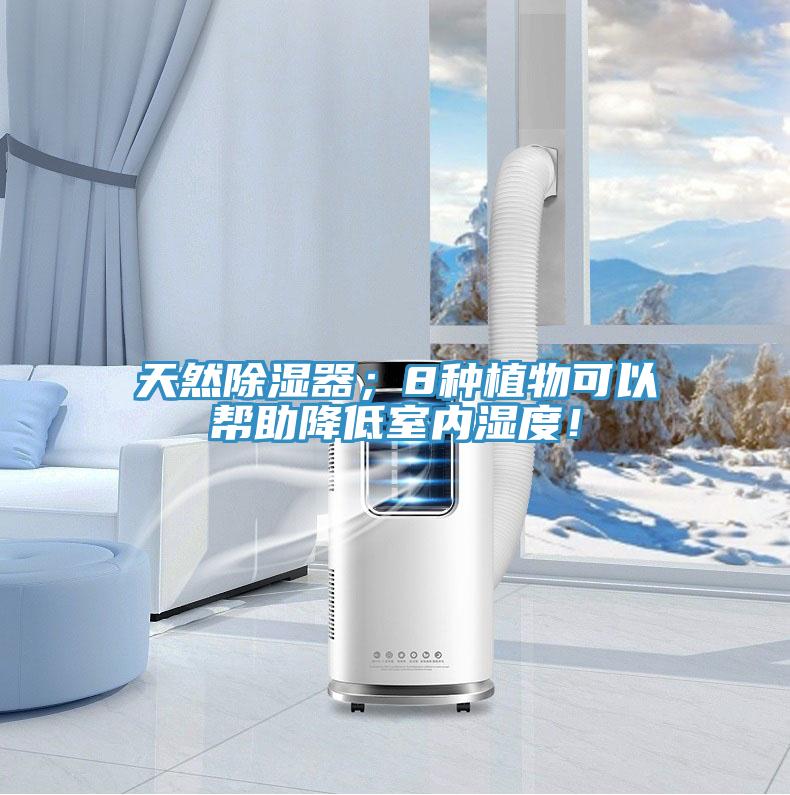 天然除濕器；8種植物可以幫助降低室內濕度！